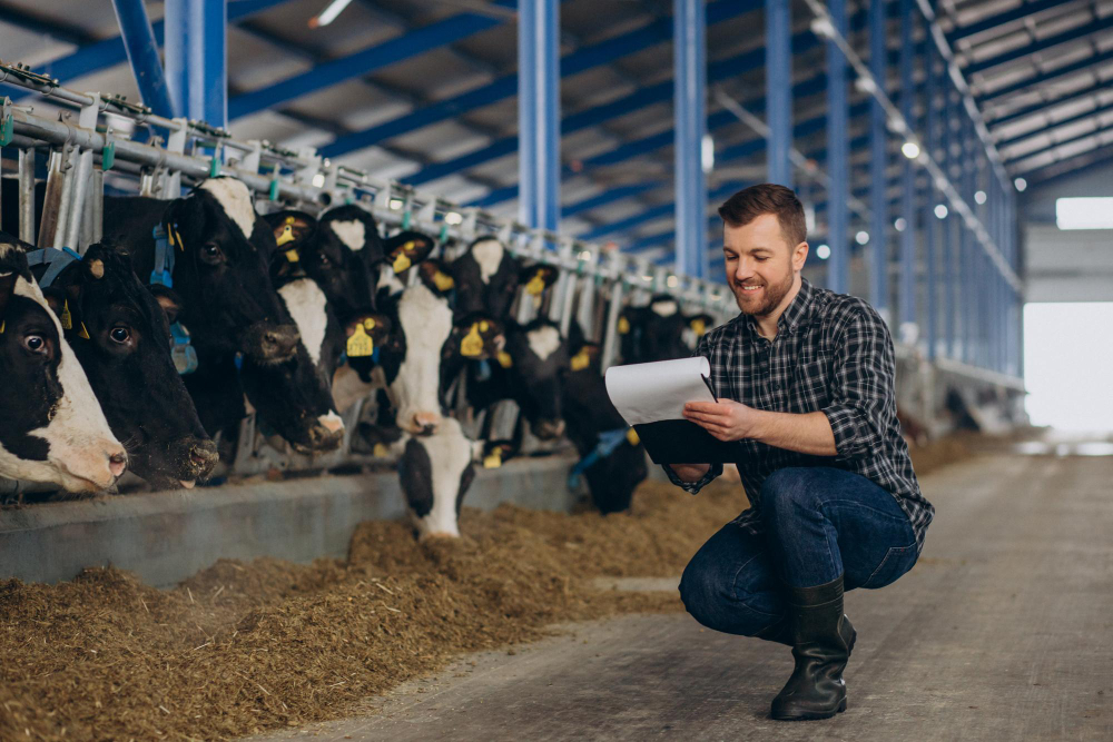 Dairy cows